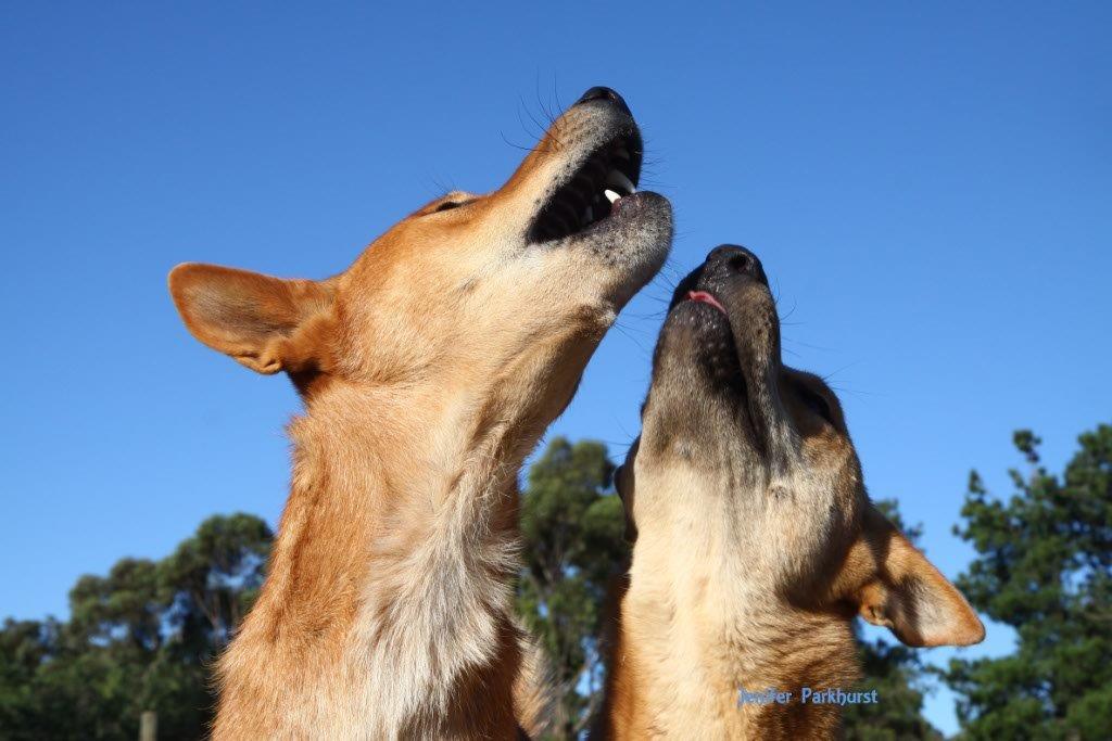 Australian Dingo Australian Dingo